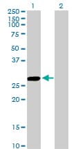 IHC-plus™ CCBL1 Antibody (clone 1B12)
