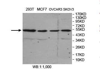 FARS2 Antibody (aa286-451)