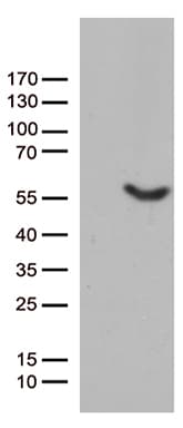 UBA3 / UBE1C Antibody (aa1-463, clone OTI3F9)