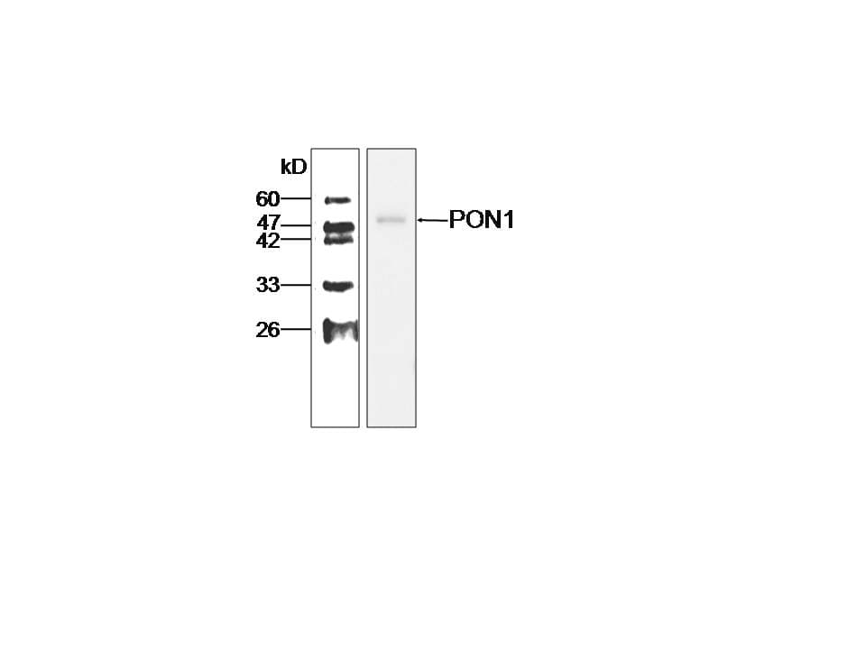PON1 / ESA Antibody