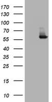 IdU / Iododeoxyuridine Antibody (clone OTI4E8, Carrier-free)