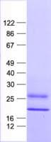Human IFNA6 / Interferon Alpha 6 Protein (Recombinant His, N-Terminal)