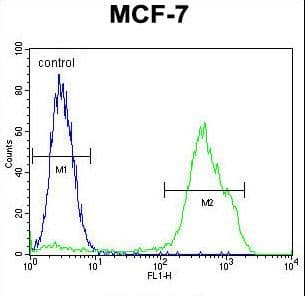 Polyclonal Rabbit anti-Human RNF19B Antibody (aa369-398, WB)