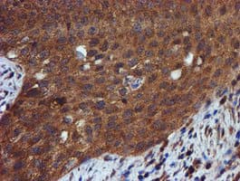 IDS / Iduronate 2 Sulfatase Antibody (clone OTI1D9)