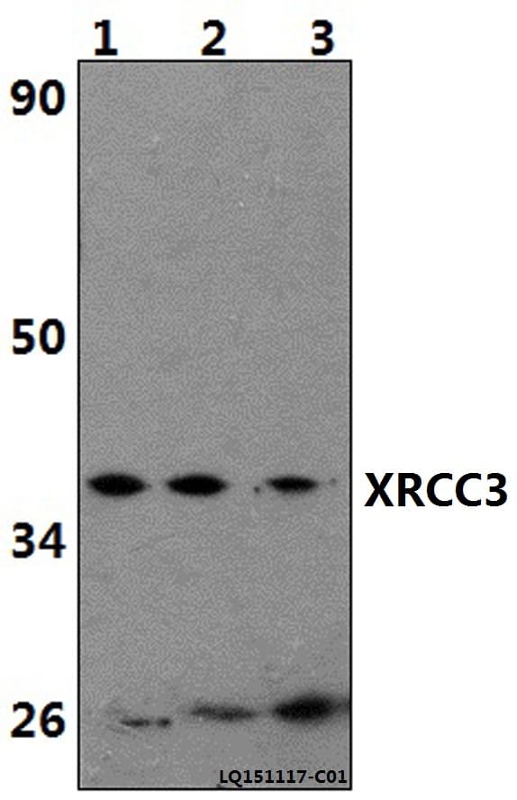 Polyclonal Rabbit anti-Human XRCC3 Antibody (WB)
