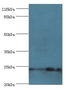 NOL3 / ARC Antibody (aa1-208, HRP)