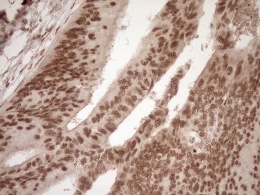 NUDT21 Antibody (aa2-227, clone OTI2C8)