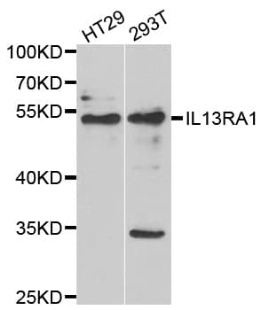 IL13RA1 / IL13R Alpha 1 Antibody