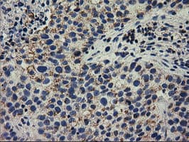 RASD2 Antibody (clone OTI1F7)