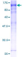 Human MASTL / GW Protein (Recombinant GST)