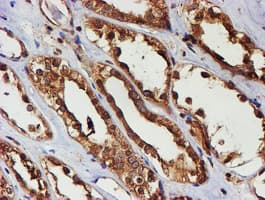 PSMB9 Antibody (clone OTI3F3)