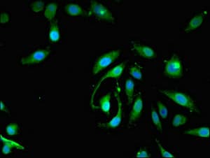 GPI3 / PIGA Antibody