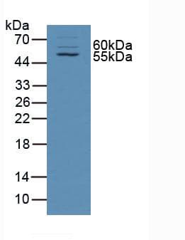 TXLNA / Alpha Taxilin Antibody (aa1-234, Biotin)