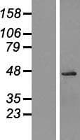 OGG1 Protein (Over-Expression Lysate Myc-DDK (Flag))