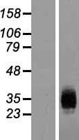ICAM4 / CD242 Protein (Over-Expression Lysate Myc-DDK (Flag))