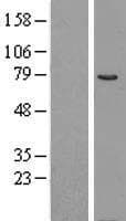 COL4A3BP / CERT Protein (Over-Expression Lysate Myc-DDK (Flag))