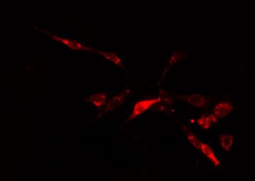 IP6K2 Antibody