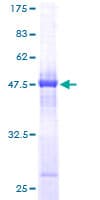 Human HT036 / HYI Protein (Recombinant GST)
