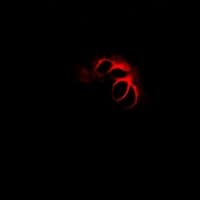 Polyclonal Rabbit anti-Human CHMP2B Antibody (IHC, IF, WB)