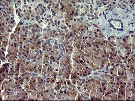 IL1A / IL-1 Alpha Antibody (clone OTI2F11, Carrier-free)