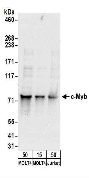 cmyb Antibody (aa525-575)