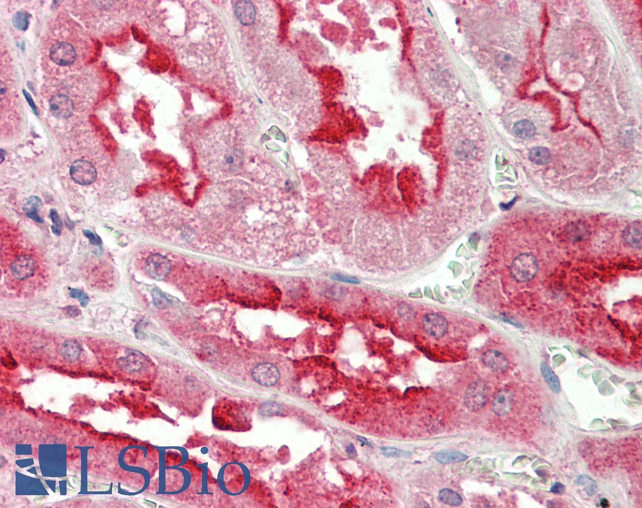 IHC-plus™ Polyclonal Goat anti-Human SDF4 Antibody (aa161-175, IHC, WB)