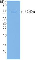 CD19 Antibody (aa160-258)