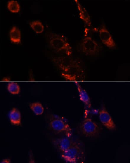 MTOR Antibody