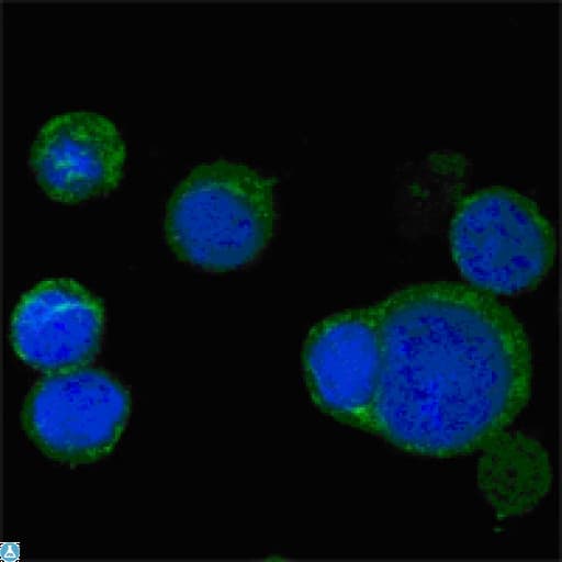 WNT5A Antibody