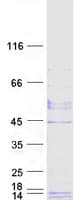 Human GPHA2 Protein (Recombinant Myc-DDK (Flag))