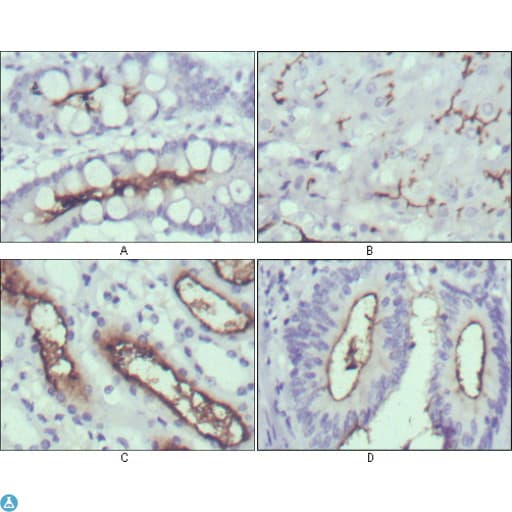 WNT10B Antibody