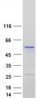 Human SCRN1 / Secernin 1 Protein (Recombinant Myc-DDK (Flag))