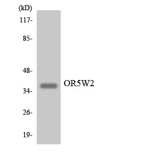 Polyclonal Rabbit anti-Human OR5W2 Antibody (aa148-197, WB)