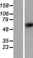Human ZNF774 Protein (Over-Expression Lysate Myc-DDK (Flag))