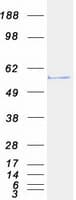 Human CDC20 Protein (Recombinant Myc-DDK (Flag))