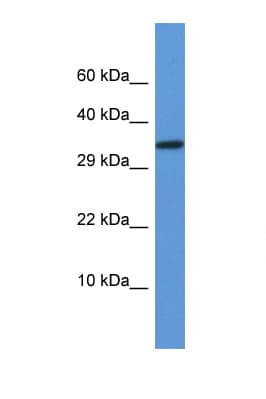VGLL2 Antibody (aa49-98)