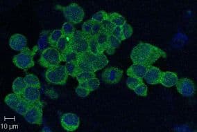 NAMPT / Visfatin Antibody (clone OMNI379, Biotin)