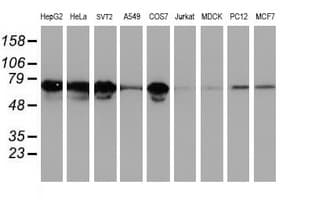 LRRC50 Antibody (clone OTI3F9, Carrier-free)