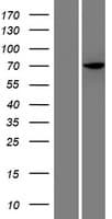 C17orf53 Protein (Over-Expression Lysate Myc-DDK (Flag))