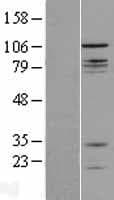 CNTROB Protein (Over-Expression Lysate Myc-DDK (Flag))