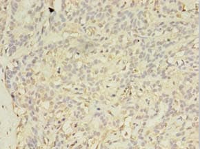 EXOSC5 Antibody