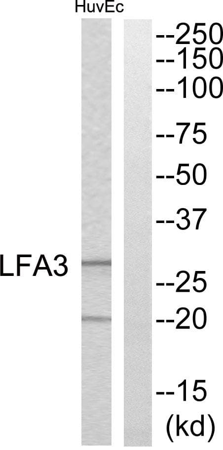 CD58 Antibody