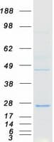 Human FAM96A Protein (Recombinant Myc-DDK (Flag))