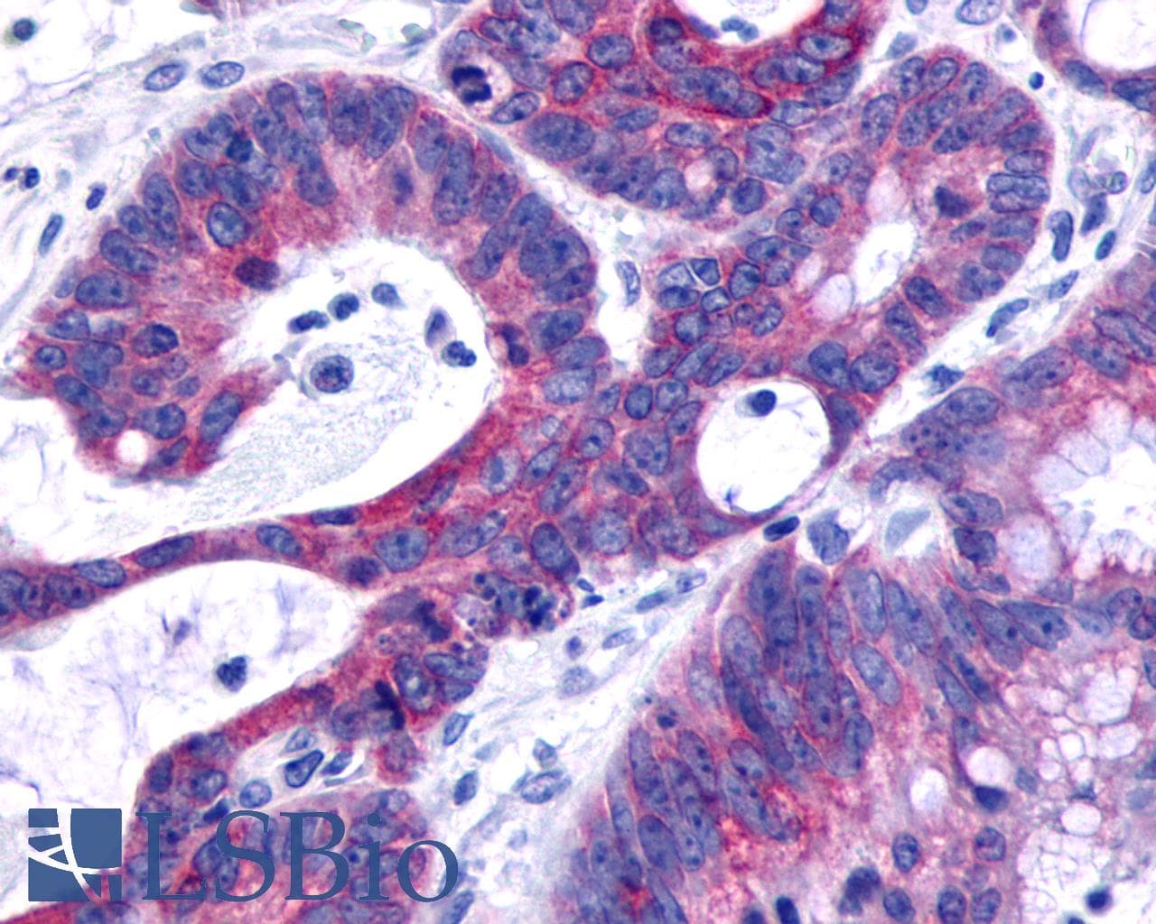 IHC-plus™ O3FAR1 / GPR120 Antibody (C-Terminus)