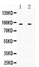 MCM3 Antibody (aa13-27)