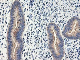 EIF2B3 Antibody (clone OTI1D6, Carrier-free)