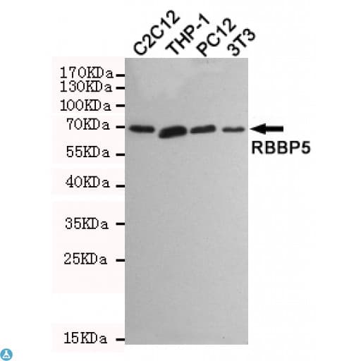 RBBP5 Antibody