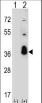 SRSF1 / SF2 Antibody (aa158-186)