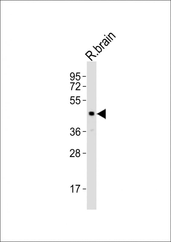 LHX5 Antibody (aa255-289)