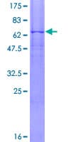 Human PSG1 / CD66f Protein (Recombinant GST)